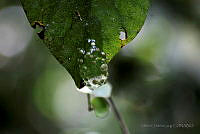 OJL067 Agalychnis callidryas.jpg