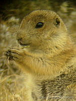 ACR0016 Cynomys mexicanus.jpg