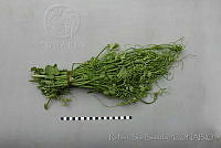 RBB0432 Sechium edule.jpg