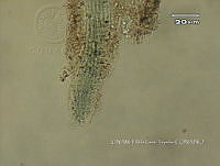 KT016 0030 Microcoleus sp..jpg