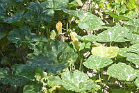 SG019 0296 Cucurbita argyrosperma sbs argyrosperma.jpg