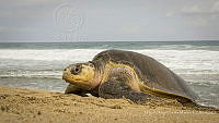 MASM08279 Lepidochelys olivacea.jpg