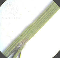 SL1555 Melinis repens.jpg