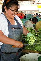 IMDOC0924 Opuntia sp..jpg