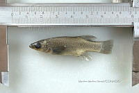 NE002 0230 Goodea atripinnis.jpg