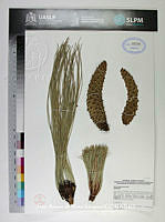 JAdNV0202 Pinus devoniana.JPG