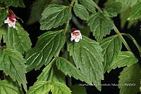 Huitz 1953 Russelia maculosa.jpg