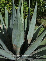 AJGM0328 Agave peacockii.JPG