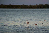 IDG1186 Phoenicopterus ruber.jpg