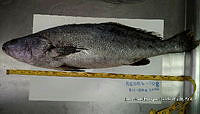 RE006 0041 Totoaba.tif