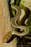 MDL0093 Masticophis schotti.jpg