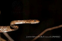 ZAPF0418 Trimorphodon paucimaculatus.jpg