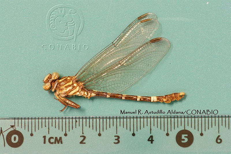 MRAA%200056%20Erpetogomphus%20agkistrodon.JPG.rSeBl7v1MTF7FfNhQA3g0JtbmFja29CbnFuZ3NAbXJ6LGtwZwA.iN Hmw3SHt
