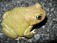 JLE0069 Scaphiopus couchii.jpg