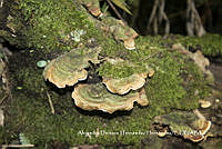 MN6PyH0056 Stereum fasciatum.jpg