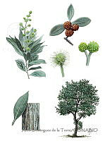 ADDLT0044 Conocarpus erectus var. sericeus.JPG