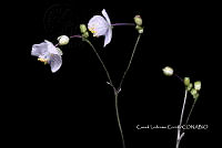 Zongo 0245 Gibasis pellucida.jpg