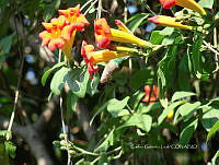 CGL4798 Campsis radicans.jpg
