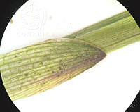 SL3940 Gibasis linearis ssp. linearis.jpg