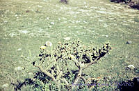 3205 Opuntia pumila.jpg