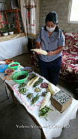 SG002 0292 Zea mays.jpg