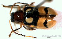 SLP046 Diabrotica tibialis.jpg