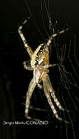 SM0321 Neoscona oaxacensis.jpg