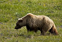 CNS1329 Ursus arctos.jpg