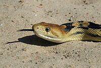 VHL0375 Pituophis vertebralis.jpg