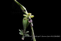 Atleq 0280 Epidendrum cardiophorum.jpg