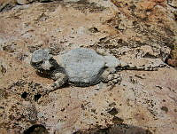 HOS098 Phrynosoma modestum.jpg