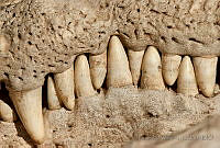 LV0079 Crocodylus acutus.jpg