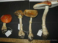 RGO0415 Amanita muscaria flavivolvata.JPG