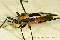 MASM04944 Hemiptera.jpg