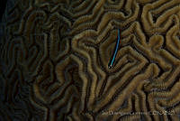IDG0644 Elacatinus sp..jpg
