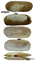 KT014 0360 Solecurtus guaymasensis.JPG