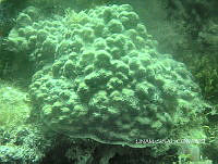 NE018 0108 Porites astreoides.jpg