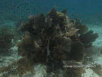 NE018 0498 Millepora alcicornis.jpg