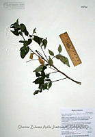 DZAJ018  Rhus virens var. choriophylla.JPG