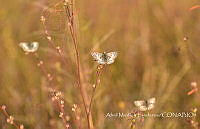 AML002 Pyrgus sp..jpg