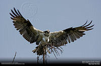 Águila pescadora.jpg