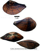 KT014 0278 Kalolophus antillarum.JPG