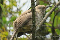 MCS180 Toxostoma curvirostre.JPG