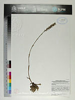 JAdNV0504 Galeoglossum tubulosum.JPG