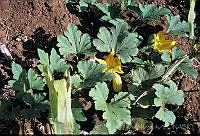 DK2333 Cucurbita sp..jpg