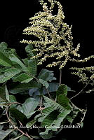 ME010 P00460  Cupania glabra Sw., 1788.JPG