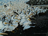 ANC002 Pelecanus erythrorhynchos.jpg