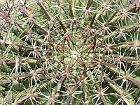 KS01 Ferocactus macrodiscus.jpg