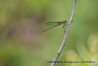 PJ016 0611 Hetaerina americana.JPG