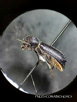 WR012 004 Amphicerus cornutus.jpg